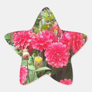 Deep Pink Dahlias Sticker