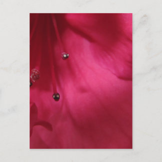 Deep Pink Hibiscus Postcard (verticaal) Briefkaart