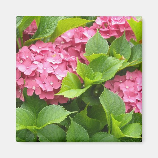 Deep Pink Hydrangeas Magneet (Voorkant)