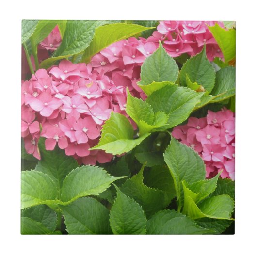 Deep Pink Hydrangeas Tegeltje (Voorkant)