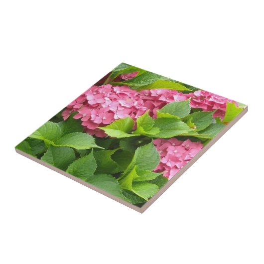 Deep Pink Hydrangeas Tegeltje (Zijkant)