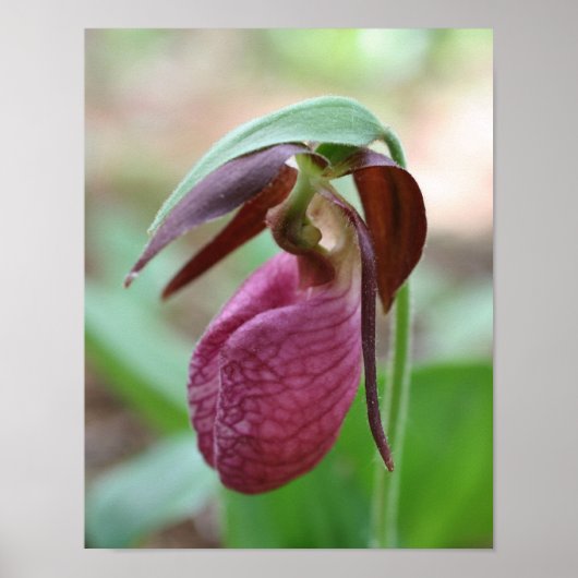 Deep Pink Lady Slipper Orchid Flower Poster (Voorkant)