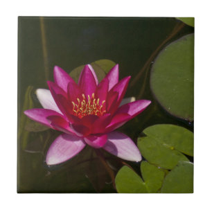 DEEP PINK LOTUS BLOSSOM EN LILY PADS IN POND TEGELTJE