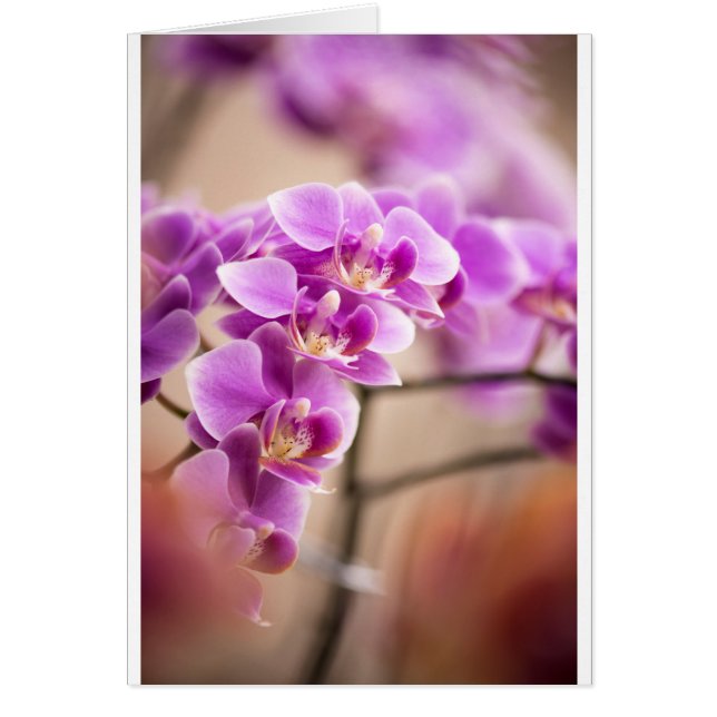 Deep Pink Phalaenopsis Orchid Flower Chain (Voorkant)