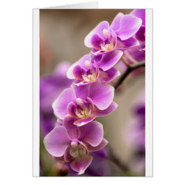 Deep Pink Phalaenopsis Orchid Flower Chain