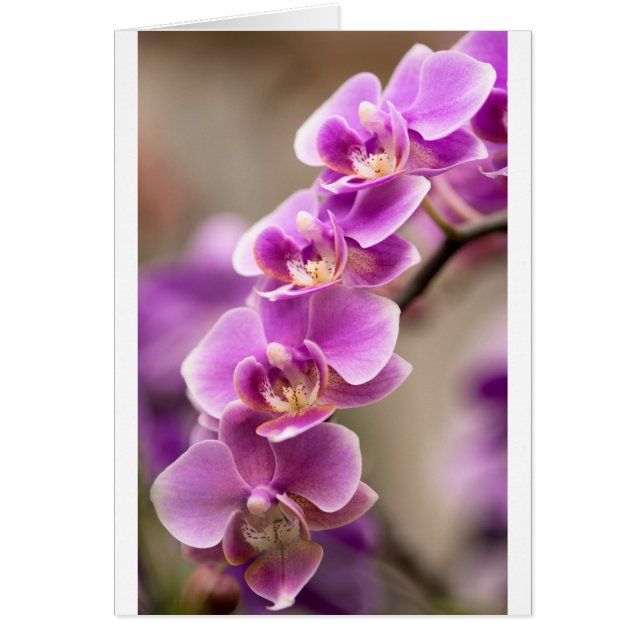 Deep Pink Phalaenopsis Orchid Flower Chain (Voorkant)