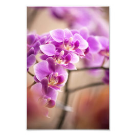 Deep Pink Phalaenopsis Orchid Flower Chain Foto Afdruk