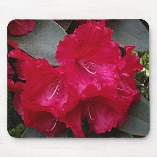 Deep Pink Rhododendron Bloom Floral Muismat (Voorkant)
