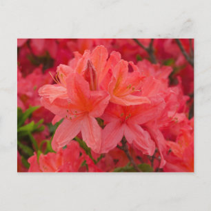 Deep Pink Rhododendron Flowers Briefkaart