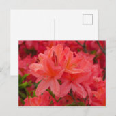 Deep Pink Rhododendron Flowers Briefkaart (Voorkant / Achterkant)