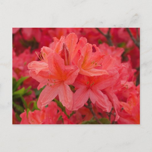 Deep Pink Rhododendron Flowers Briefkaart (Voorkant)