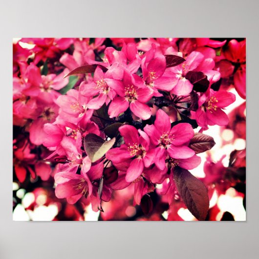 Deep Pink Spring Crabapple Flower Blossom Poster (Voorkant)