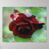 Deep Red Delicate Roos Poster (Voorkant)