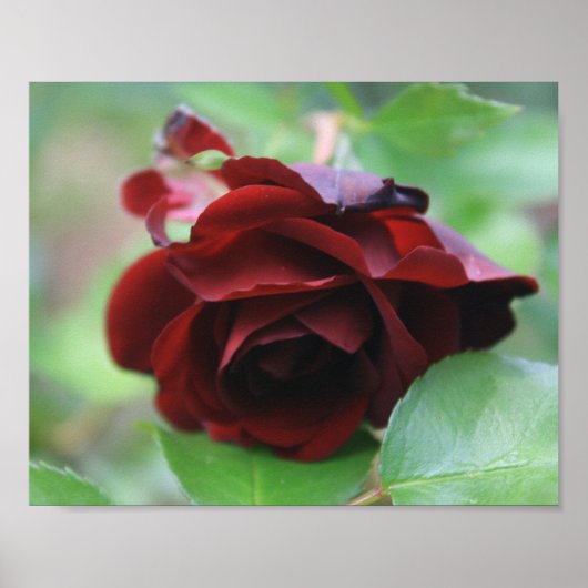 Deep Red Delicate Roos Poster (Voorkant)
