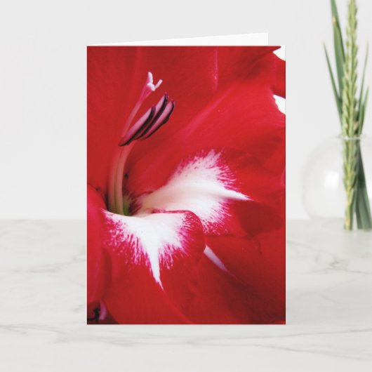Deep Red Gladiolus Wenskaart Kaart (Voorkant)