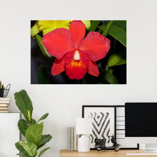 Deep Red Orchid Poster (Thuiskantoor)