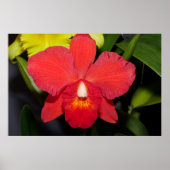 Deep Red Orchid Poster (Voorkant)
