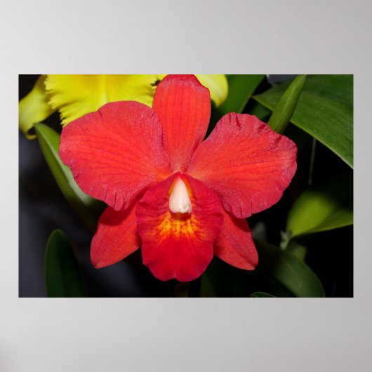 Deep Red Orchid Poster (Voorkant)