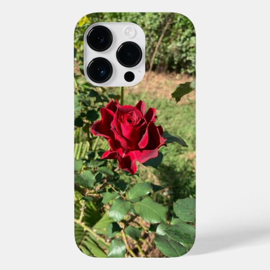 Deep Red Rose iPhone 14 Pro Hoesje (Achterkant)