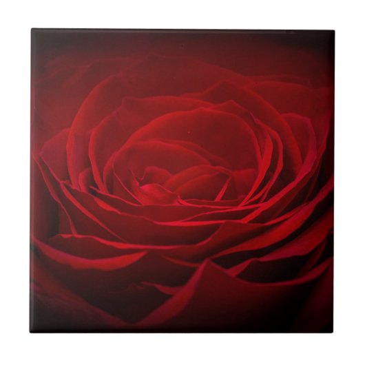 Deep Red Rose Tegeltje (Voorkant)
