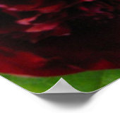 Deep Rich Red Peony Print (Hoek)