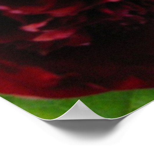 Deep Rich Red Peony Print (Hoek)