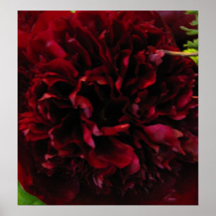Deep Rich Red Peony Print