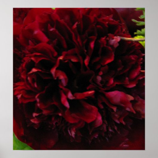 Deep Rich Red Peony Print (Voorkant)