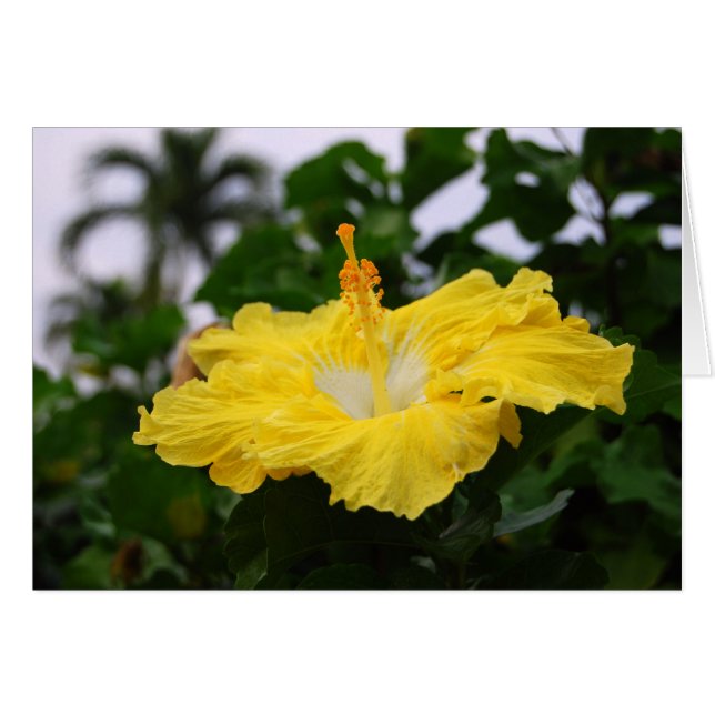 Deep Yellow Hibiscus-kaart (Voorkant Horizontaal)