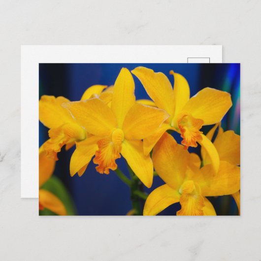 Deep Yellow Orchids Briefkaart (Voorkant / Achterkant)