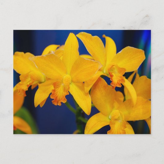 Deep Yellow Orchids Briefkaart (Voorkant)