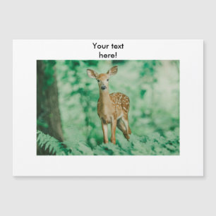 Deer