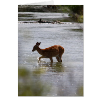 Deer