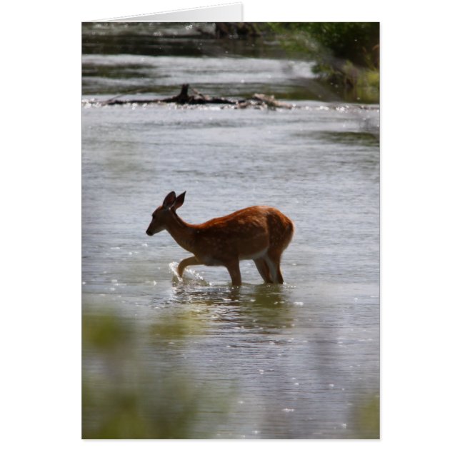 Deer (Voorkant)
