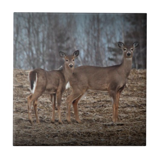 Deer_0337v Tegeltje (Voorkant)