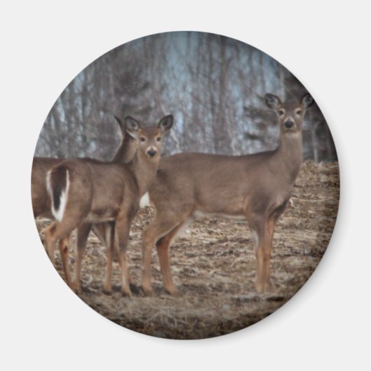 Deer_0338v Magneet (Voorkant)