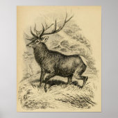 Deer (1849) poster (Voorkant)