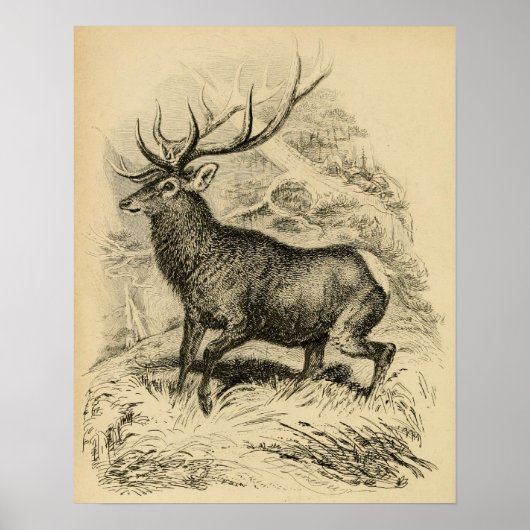 Deer (1849) poster (Voorkant)