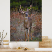 Deer 3... je sluit me aan. poster (Keuken)