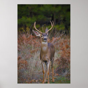 Deer 3... je sluit me aan. poster