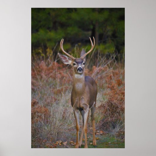 Deer 3... je sluit me aan. poster (Voorkant)