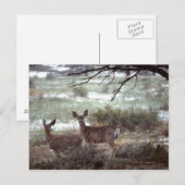 Deer actief briefkaart (Voorkant / Achterkant)