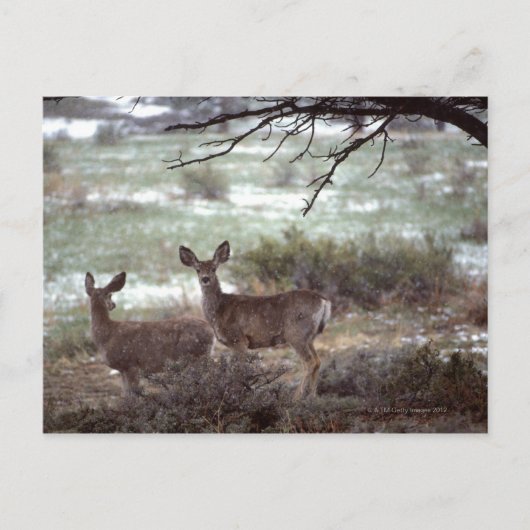 Deer actief briefkaart (Voorkant)