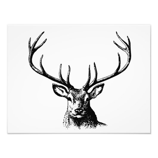 Deer Animal Antlers Natuur Wildlife Horns Head Pos Foto Afdruk (Voorkant)