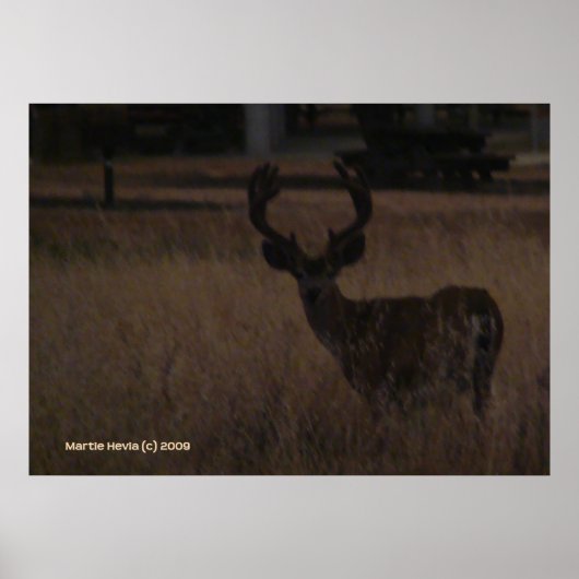 Deer Antlers Poster (Voorkant)