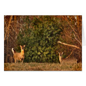 Deer at Sunrise White Card (Voorkant Horizontaal)