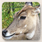 DEER BIER ONDERZETTER (Voorkant)