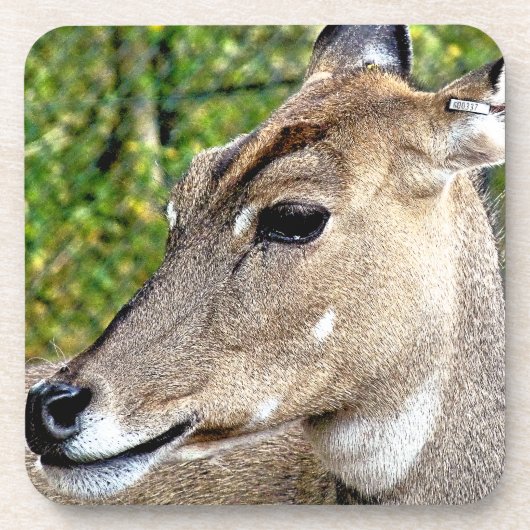 DEER BIER ONDERZETTER (Voorkant)