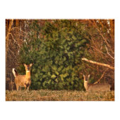 Deer bij Sunrise Foto Afdruk (Voorkant)