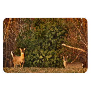 Deer bij Sunrise Magneet
